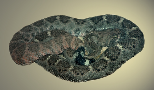 Rattlesnake